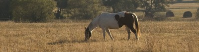 Paint Horse