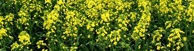 Canola