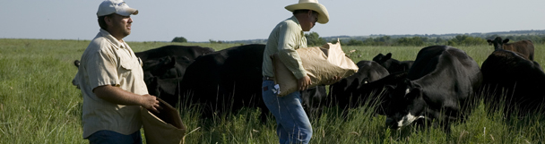 Feeding Cows