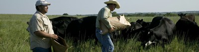 Feeding Cows