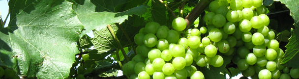 grapes