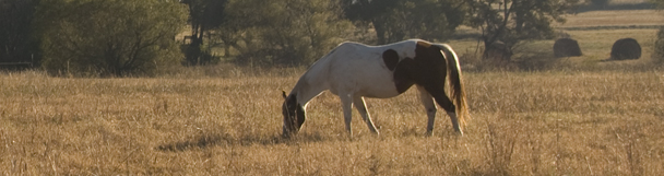 Paint Horse