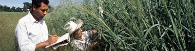 Researchers in grass